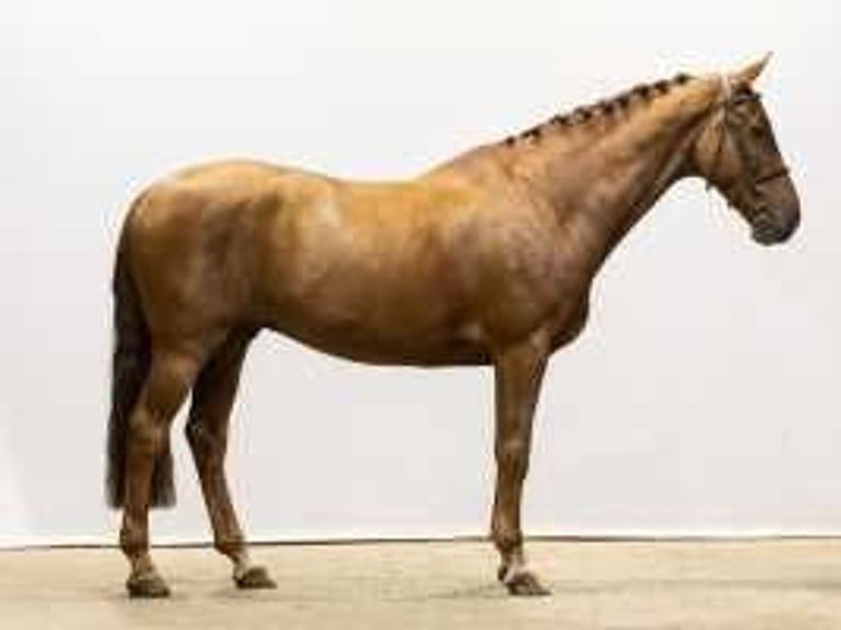 KWPN Gelding 10 years 16,1 hh Chestnut-Red in Waddinxveen