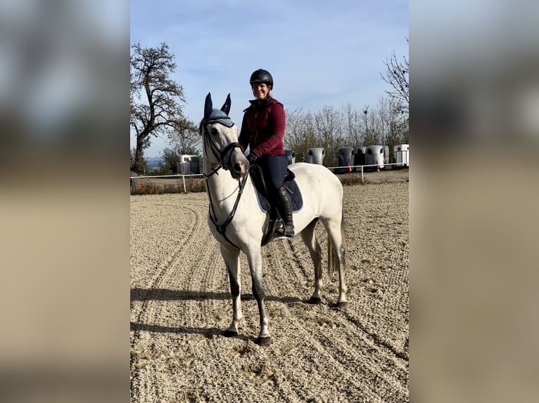 KWPN Gelding 10 years 16,1 hh Gray in Pelmberg