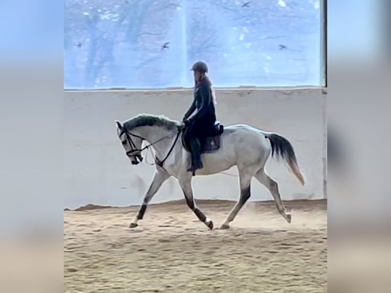 KWPN Gelding 10 years 16,1 hh Gray in Pelmberg