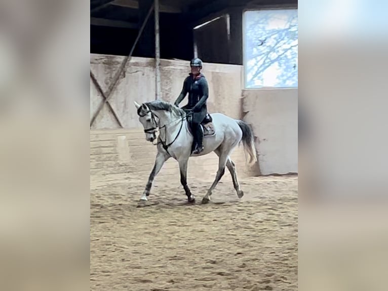 KWPN Gelding 10 years 16,1 hh Gray in Pelmberg