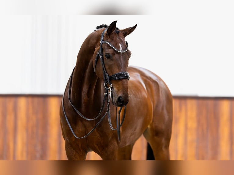 KWPN Gelding 10 years 16,2 hh Bay-Dark in Kwadijk