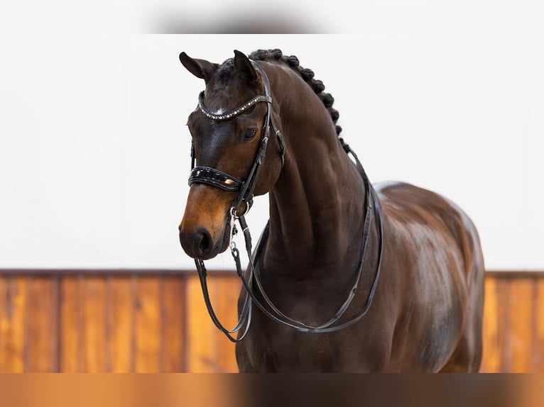 KWPN Gelding 10 years 16,2 hh Bay-Dark in Kwadijk