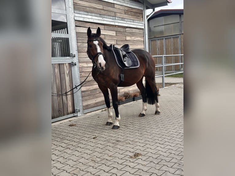 KWPN Gelding 10 years 16.2 hh Bay-Dark in Leipzig