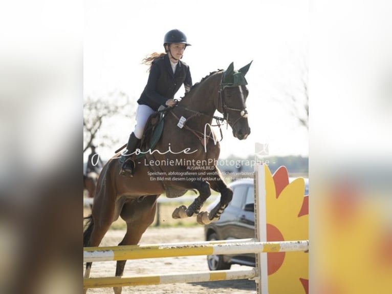 KWPN Gelding 10 years 16,2 hh Bay-Dark in Grevenbroich