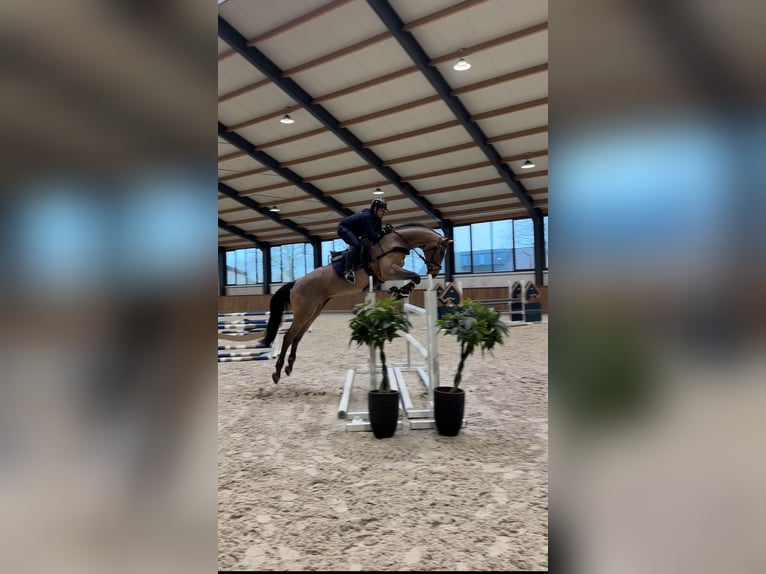 KWPN Gelding 10 years 16.2 hh Bay in Meijel