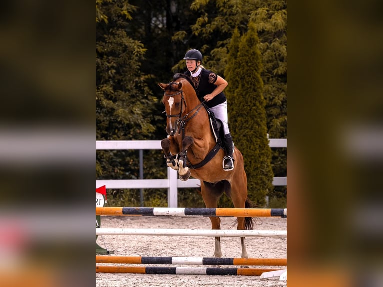 KWPN Gelding 10 years 16,2 hh Bay in Winnica