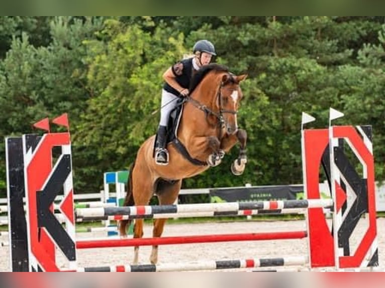 KWPN Gelding 10 years 16,2 hh Bay in Winnica