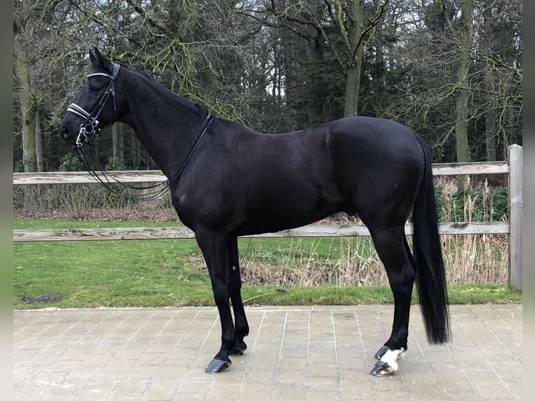KWPN Gelding 10 years 16.2 hh Black in Bree