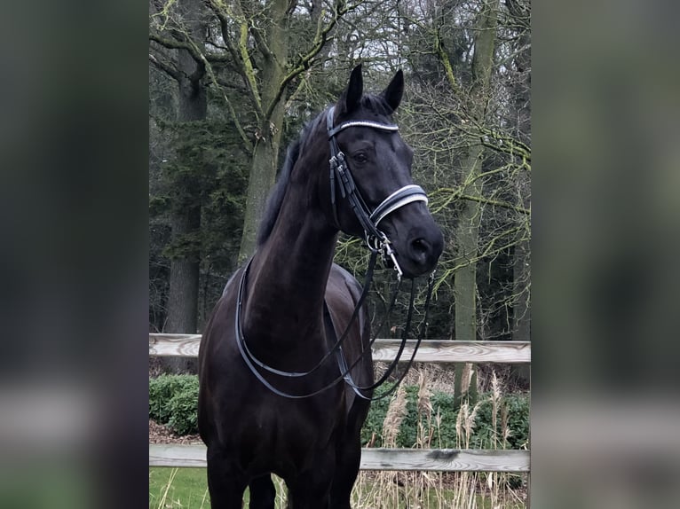 KWPN Gelding 10 years 16.2 hh Black in Bree