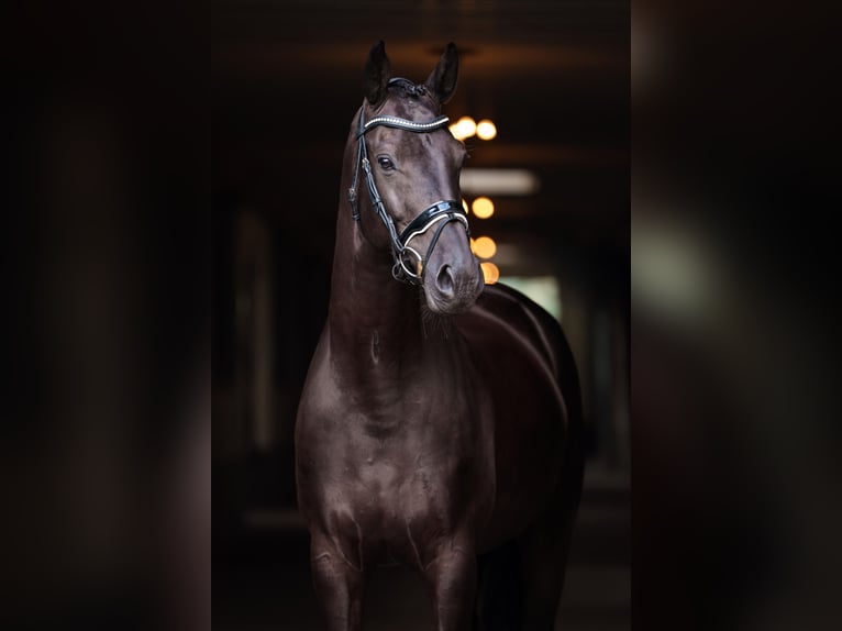 KWPN Gelding 10 years 16.2 hh Black in Utrecht