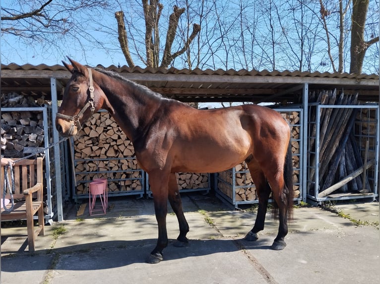 KWPN Gelding 10 years 16.2 hh Brown in Heteren