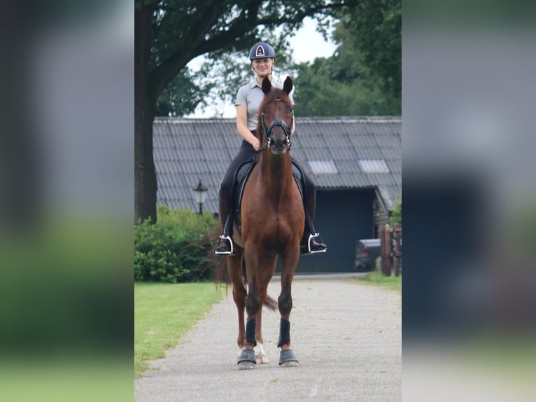 KWPN Gelding 10 years 16,2 hh Chestnut in Emmen