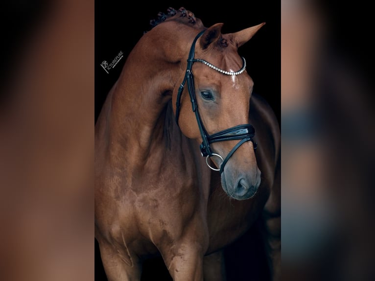 KWPN Gelding 10 years 16,2 hh Chestnut-Red in Goch