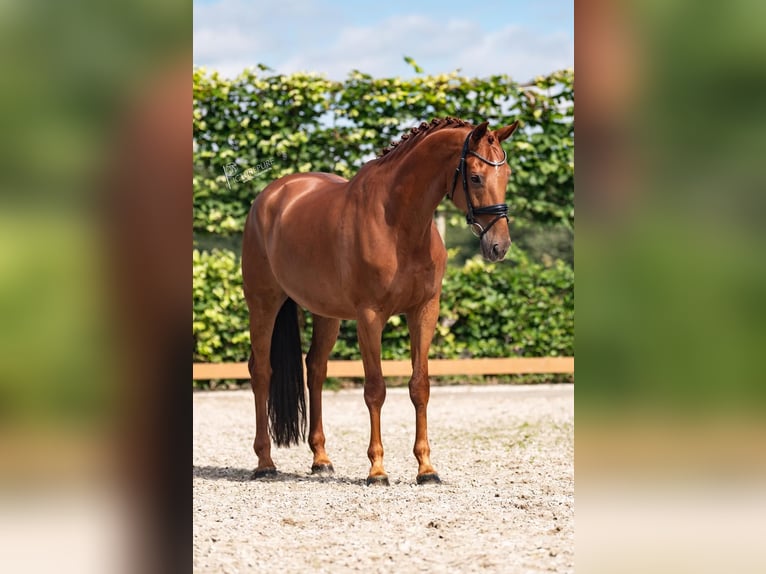 KWPN Gelding 10 years 16,2 hh Chestnut-Red in Goch