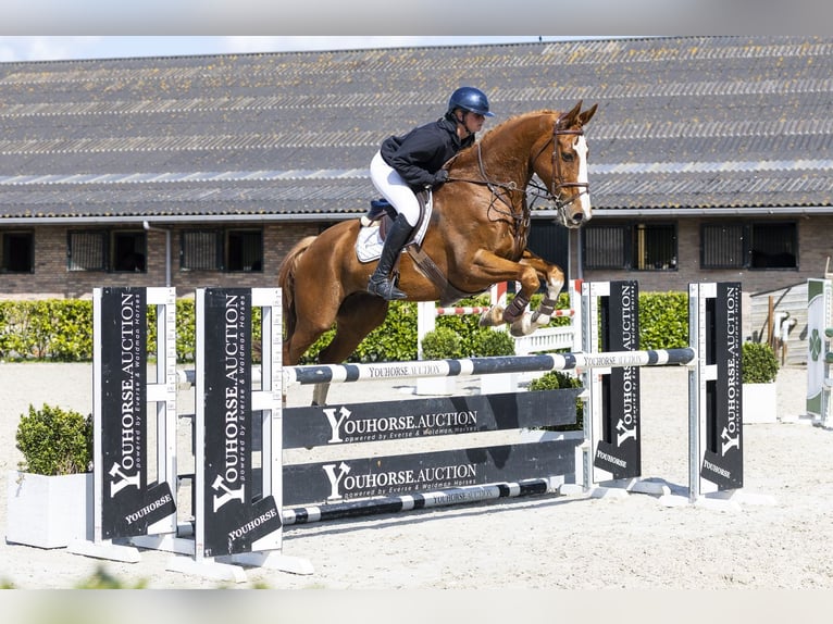 KWPN Gelding 10 years 16.2 hh  in Waddinxveen