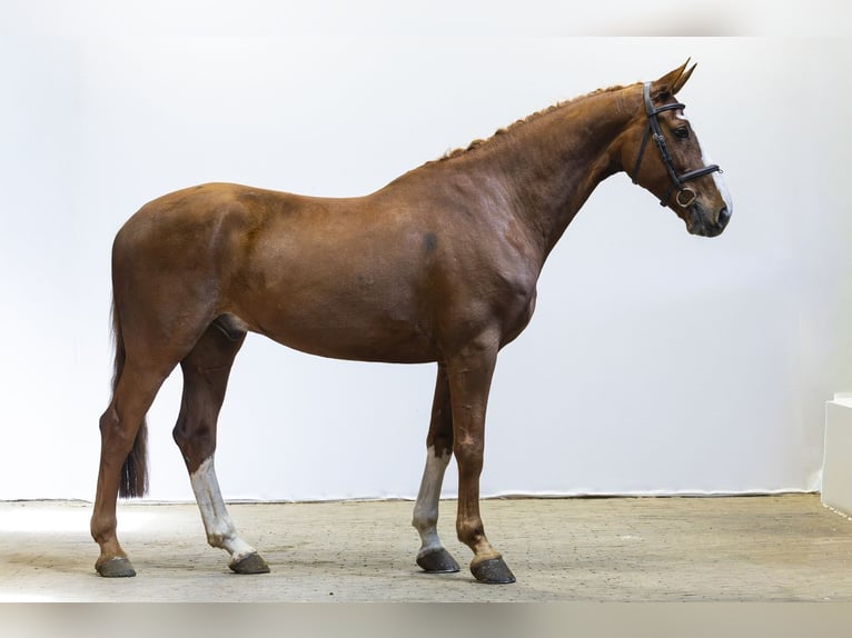 KWPN Gelding 10 years 16.2 hh  in Waddinxveen