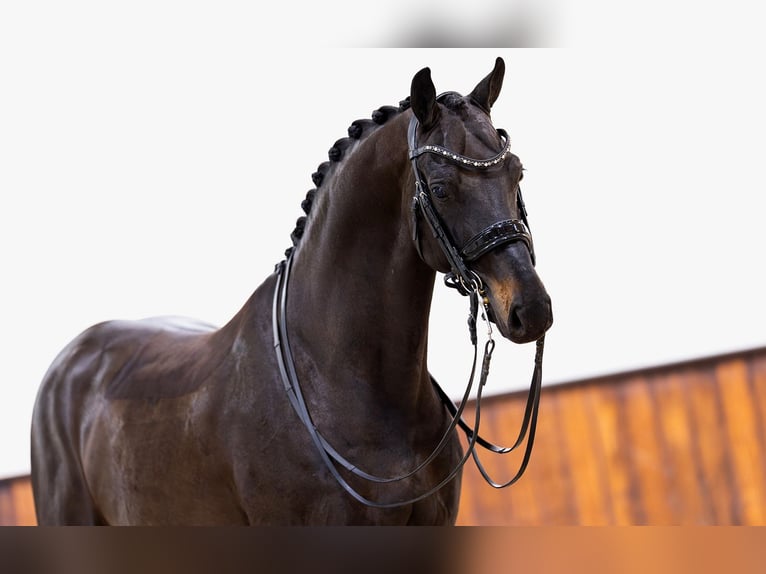 KWPN Gelding 10 years 16,3 hh Black in Kwadijk