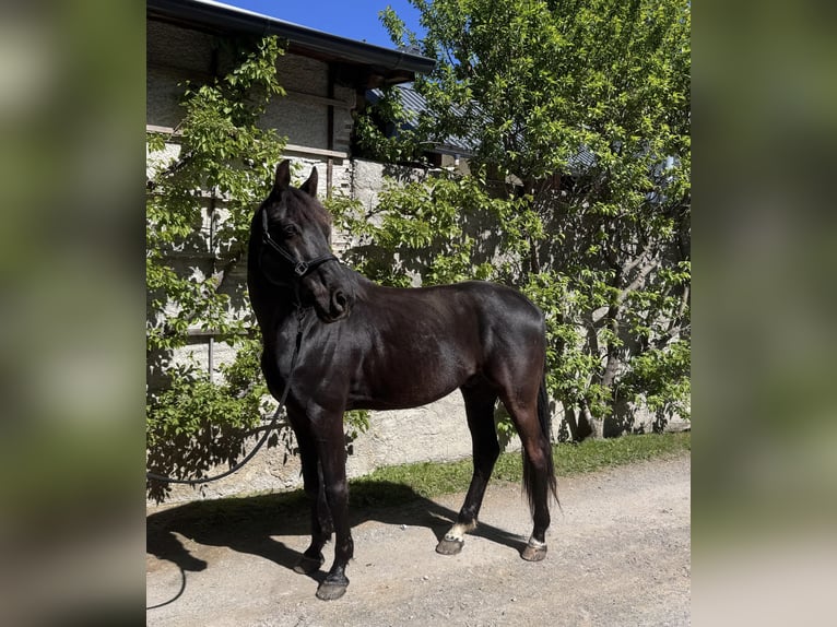 KWPN Gelding 10 years 16.3 hh Black in Amlach