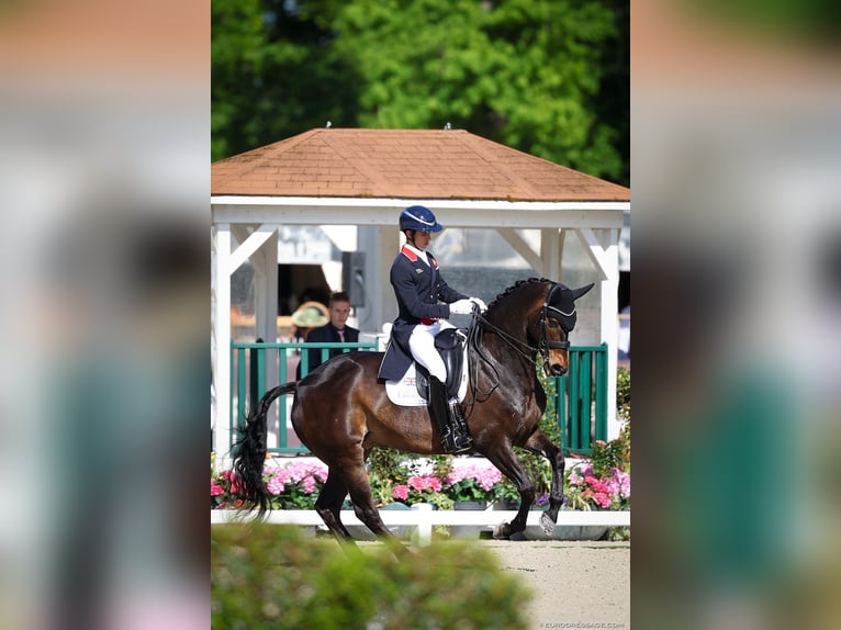 KWPN Gelding 10 years 16 hh Bay in Bristol