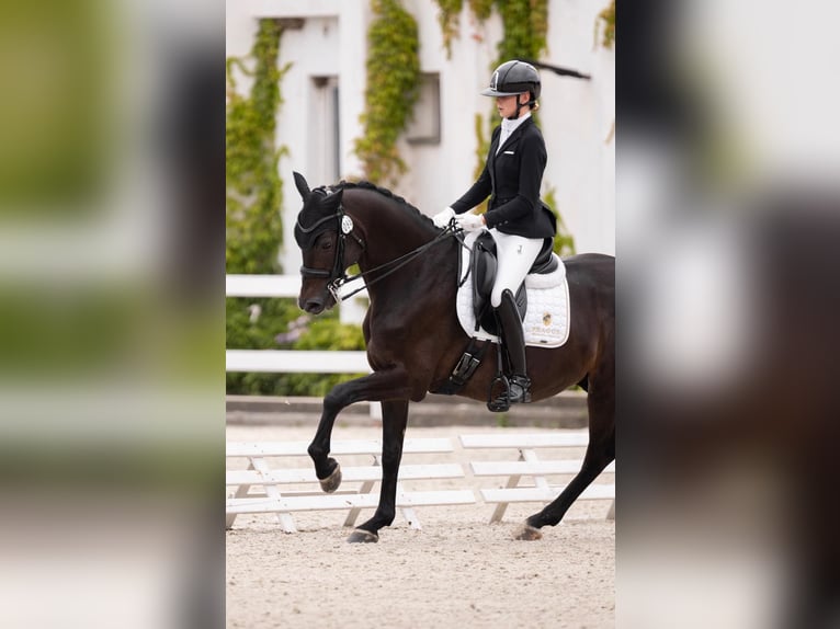 KWPN Gelding 10 years 16 hh Black in Prague