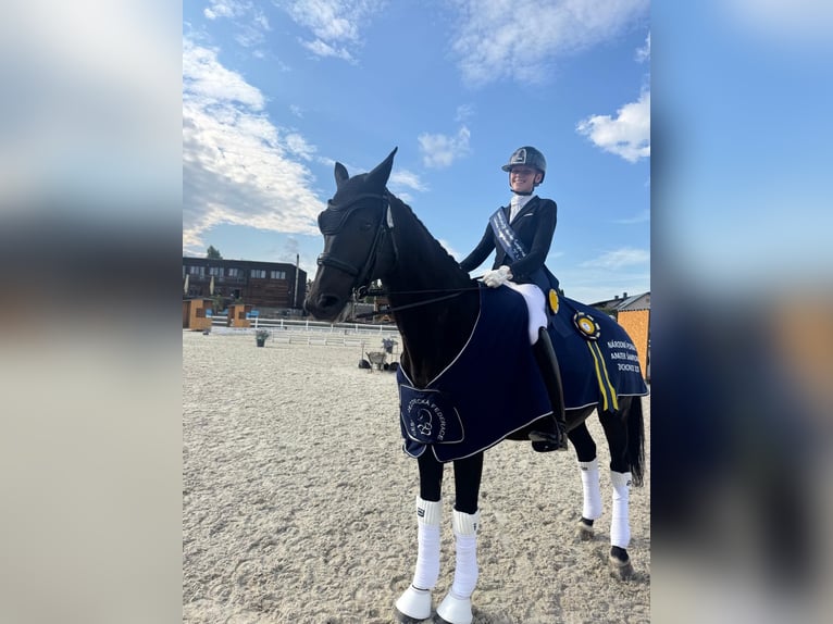 KWPN Gelding 10 years 16 hh Black in Prague
