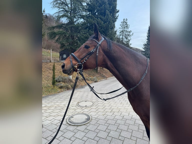 KWPN Gelding 10 years 16 hh Brown in Kradolf