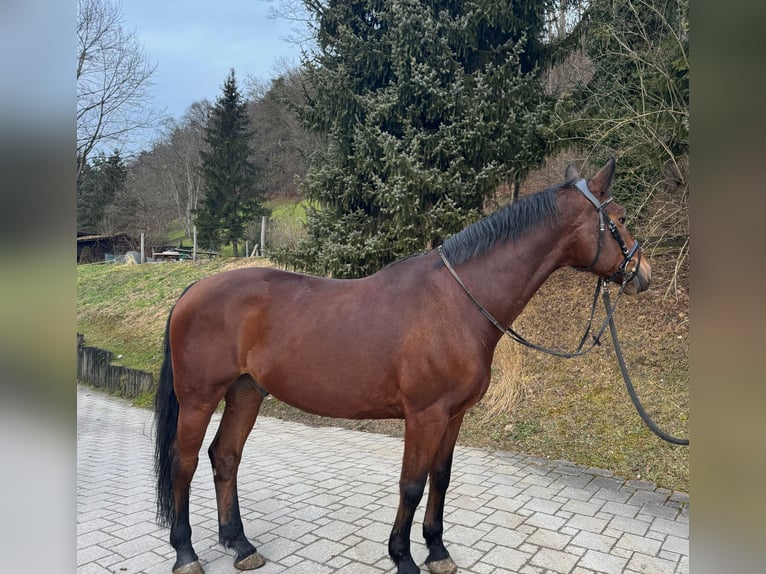 KWPN Gelding 10 years 16 hh Brown in Kradolf