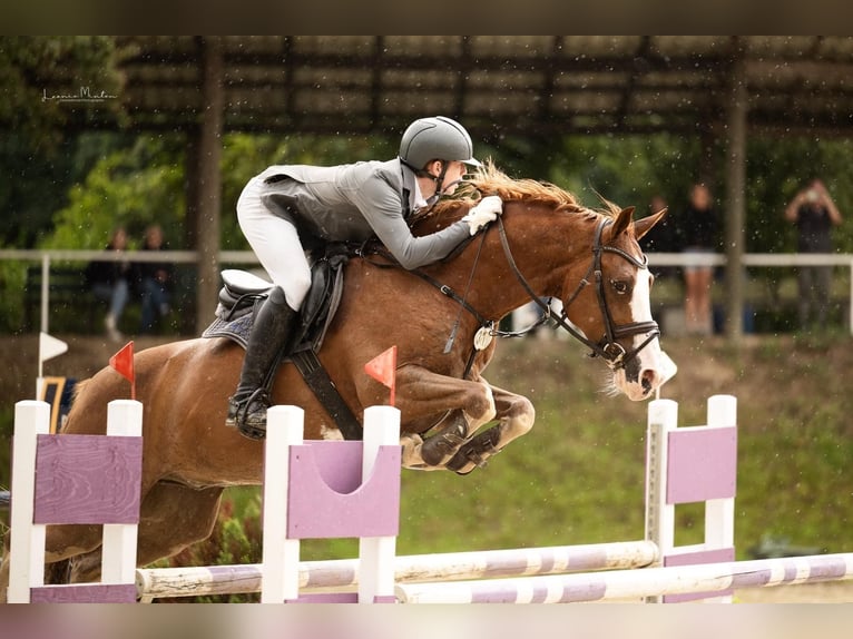 KWPN Gelding 10 years 16 hh Chestnut-Red in NettetalNettetal