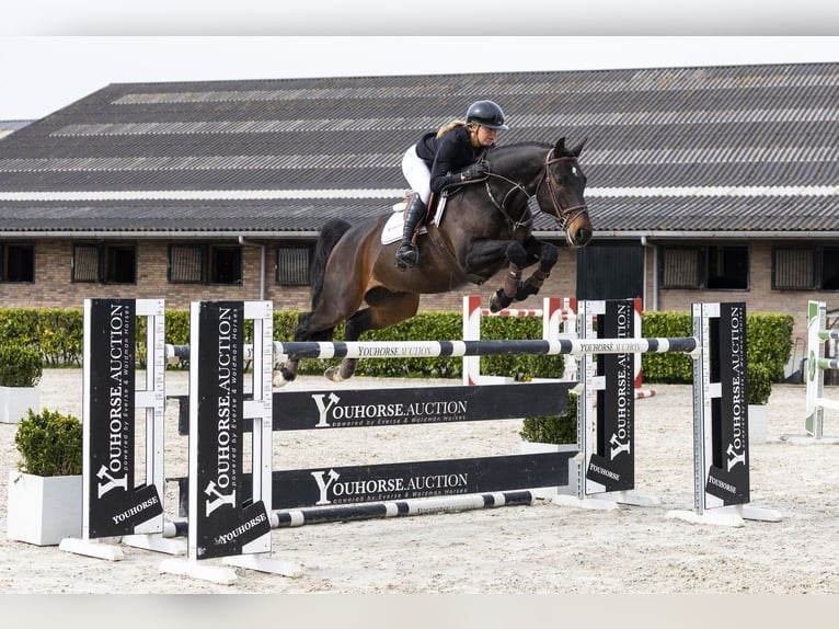KWPN Gelding 10 years 16 hh  in Waddinxveen
