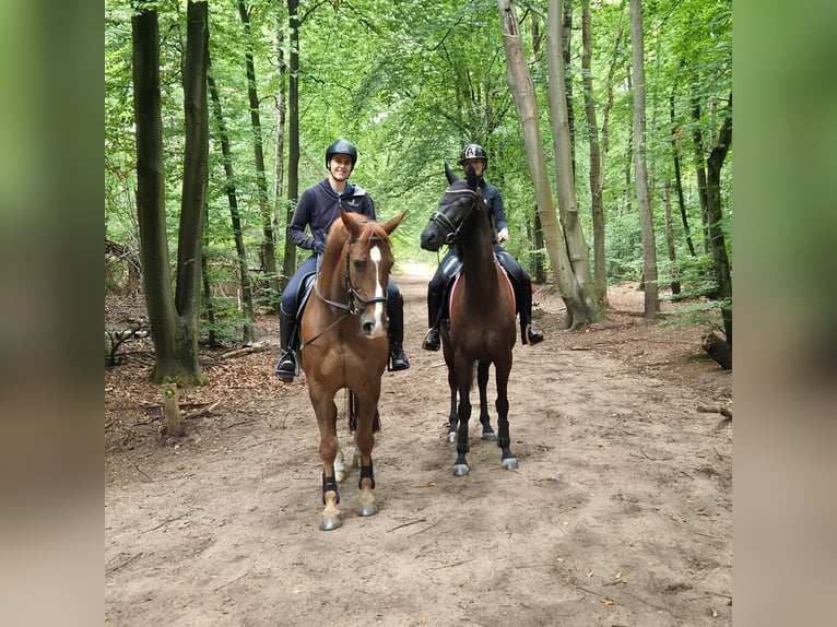 KWPN Gelding 10 years 16 hh Smoky-Black in Abcoude