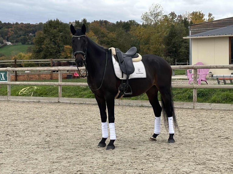 KWPN Gelding 10 years 16,1 hh Bay-Dark in La Tour du Pin