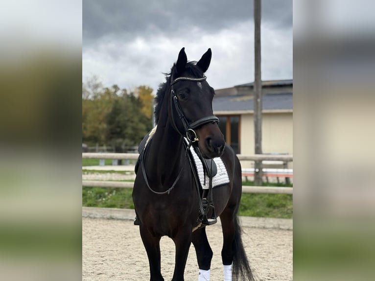 KWPN Gelding 10 years 16,1 hh Bay-Dark in La Tour du Pin
