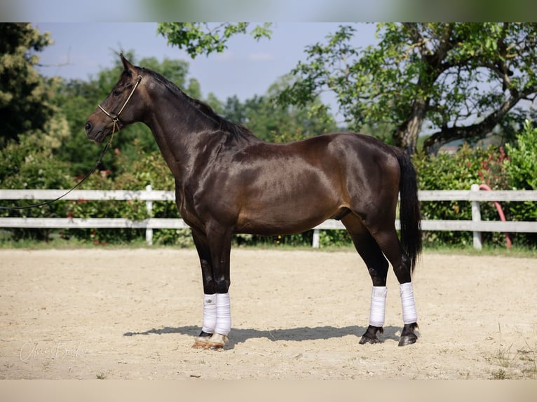KWPN Gelding 10 years 16,1 hh Bay-Dark in La tour du pin