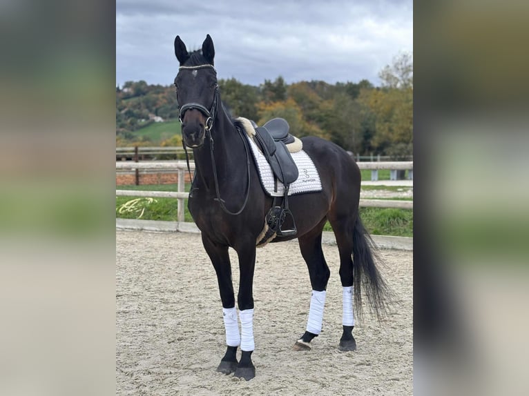 KWPN Gelding 10 years 16,1 hh Bay-Dark in La Tour du Pin