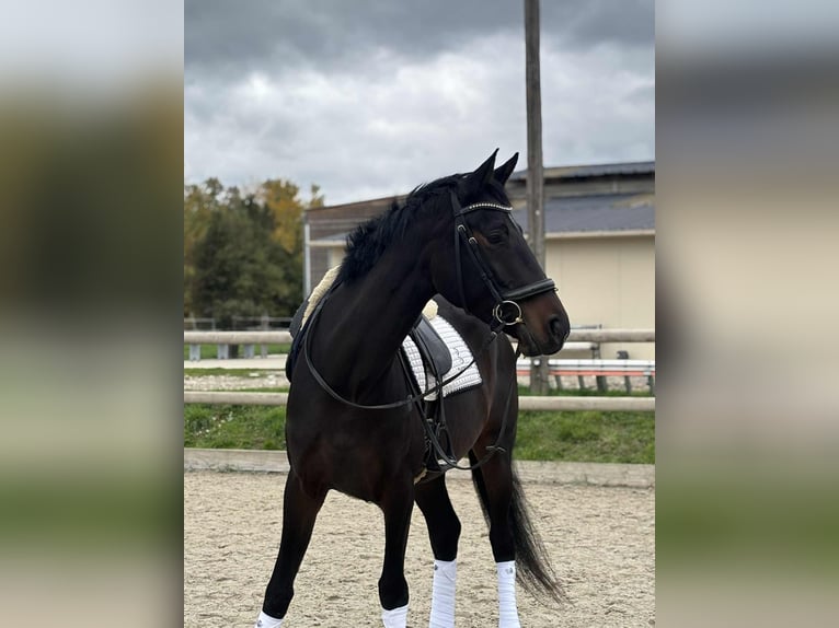 KWPN Gelding 10 years 16,1 hh Bay-Dark in La Tour du Pin