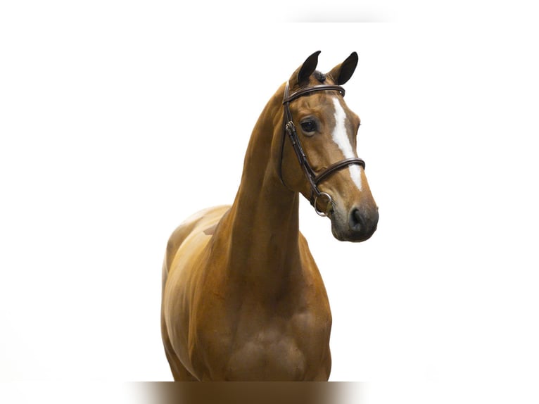 KWPN Gelding 10 years 16,1 hh Bay-Dark in Waddinxveen