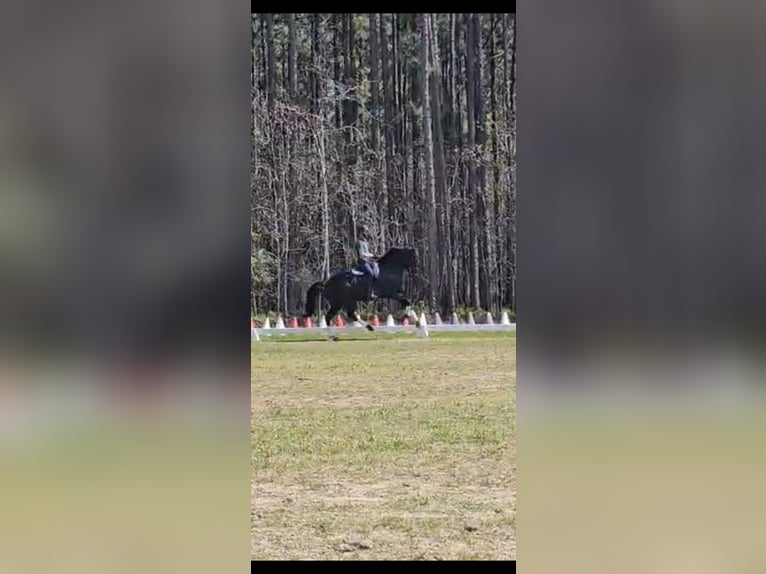 KWPN Gelding 10 years 16,1 hh Black in Aiken