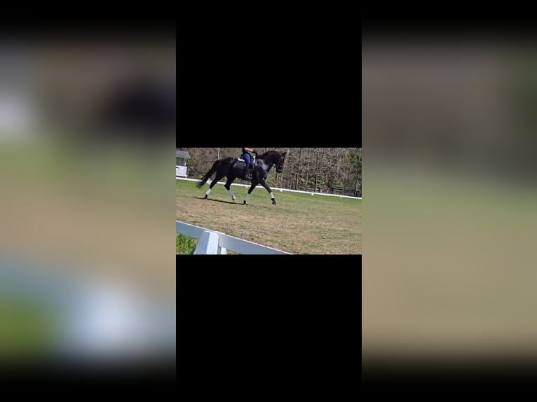 KWPN Gelding 10 years 16,1 hh Black in Aiken