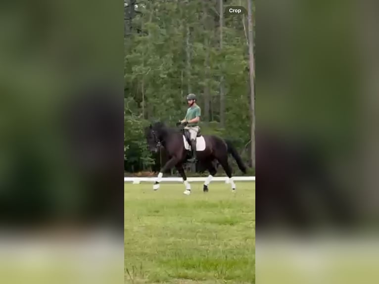KWPN Gelding 10 years 16,1 hh Black in Aiken