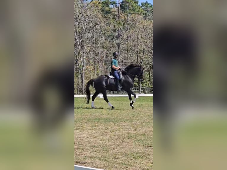 KWPN Gelding 10 years 16,1 hh Black in Aiken