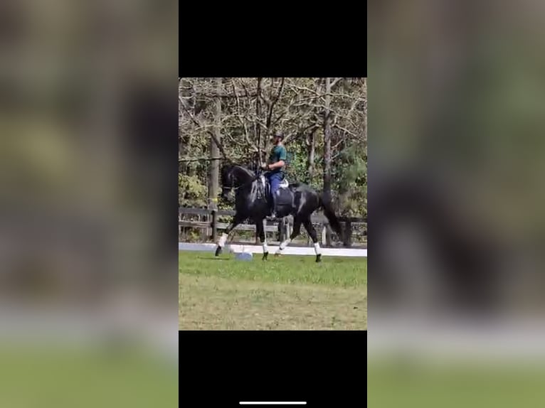 KWPN Gelding 10 years 16,1 hh Black in Aiken