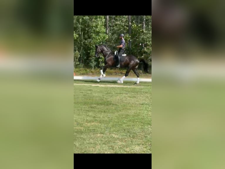 KWPN Gelding 10 years 16,1 hh Black in Aiken