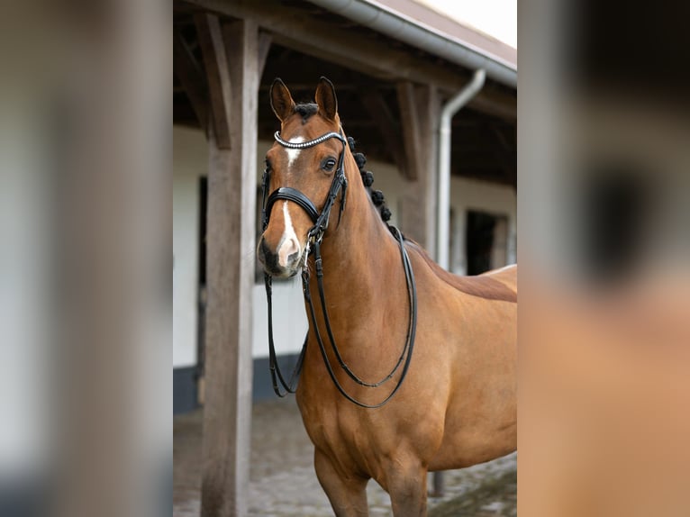 KWPN Gelding 10 years 16,1 hh Brown in Bree