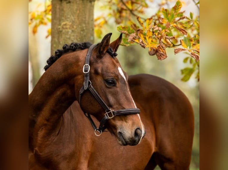 KWPN Gelding 10 years 16,1 hh Brown in Trier