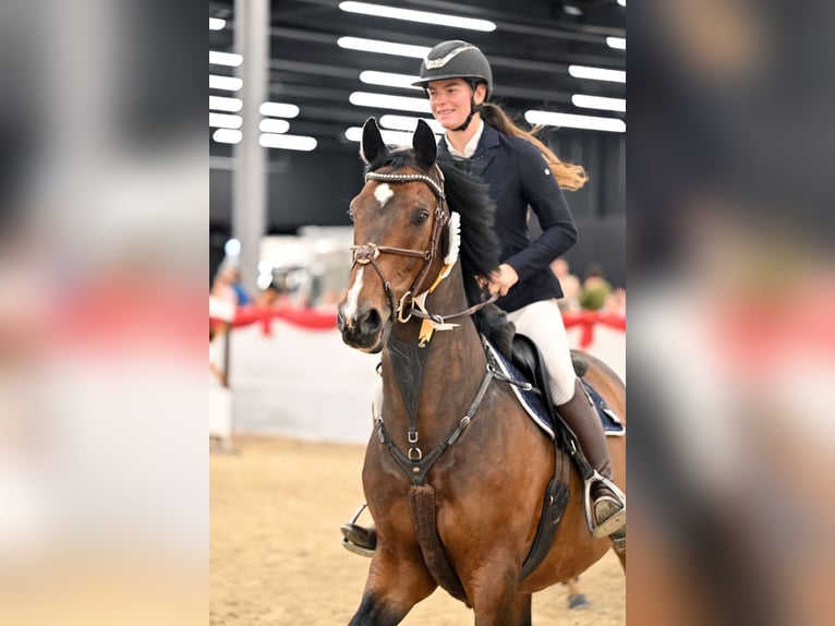 KWPN Gelding 10 years 16,1 hh Brown in Schlins