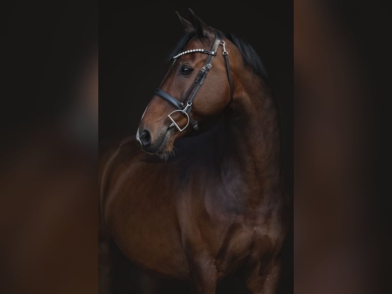 KWPN Gelding 10 years 16,1 hh Brown in Schlins