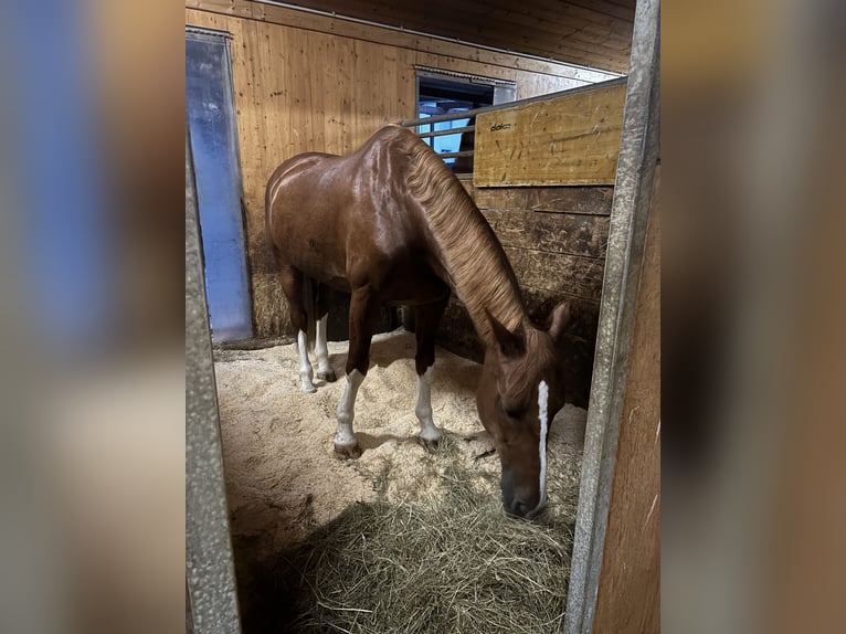 KWPN Gelding 10 years 16,1 hh Chestnut-Red in Wieselburg-Land