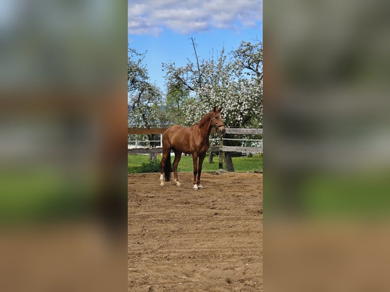 KWPN Gelding 10 years 16,1 hh Chestnut-Red in Zell unter Aichelberg