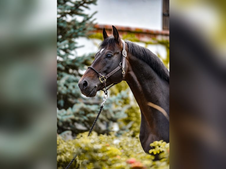 KWPN Gelding 10 years 16,1 hh Smoky-Black in D&#x119;bica