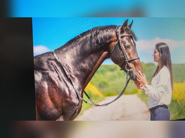 KWPN Gelding 10 years 16,1 hh Smoky-Black in D&#x119;bica